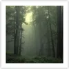 Poster - Poster ohne Rahmen - Wald Nebel Baum - 50x50 cm - Produktbild-Vorschau 1