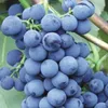Winorośl Alwood 2L Podgląd zdjęcia produktu 3