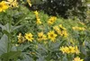 6 x Silphium perfoliatum - Silphium - Pot 9 x 9 cm Voir les images du produit 1