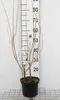 Elaeagnus angustifolia - Wintergrüne Ölweide 60- 80 cm Produktbild-Vorschau 1