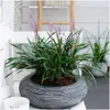 Lilientraube 'Ingwersen' 6x - Ø 14 cm - ↨ 25 cm Produktbild-Vorschau 2