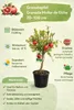Granatapfelbaum Granada Mollar de Elche 70–100 cm – Echter Produktbild-Vorschau 2