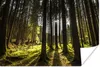 MuchoWow® Poster Baum - Natur - Sonne - Wald 60x40 cm - Produktbild-Vorschau 1