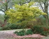 Acer palmatum 'Seiryu', Japanischer Ahorn, filigran, 60–80 Produktbild-Vorschau 8