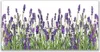 Glasbilder 140x70 Wandbild Druck auf Glas Blumen Pflanzen Produktbild-Vorschau 1