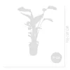 Bloomique - Strelitzia Nicolai - Roślina rajskiego ptaka - Podgląd zdjęcia produktu 6