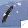 MuchoWow® Poster Amerikanischer Seeadler - Adler - Fliegen Produktbild-Vorschau 1