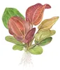 Aquarium Pflanze Echinodorus 'Reni' Tropica 072D TC In Produktbild-Vorschau 5
