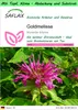 SAFLAX Garden to go - Goldmelisse - Monarda didyma - 20 Produktbild-Vorschau 1