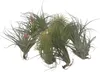 Tillandsien Luftpflanzen - 12 Stk - Tillandsia - Höhe Produktbild-Vorschau 1