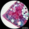 Bresser Optics Researcher Bino, microscope numérique, noir, Voir les images du produit 12