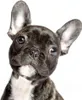 Hermann Schütz Aufkleber Hund Französische Bulldogge Produktbild-Vorschau 1