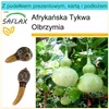 SAFLAX - Zestaw prezentowy - Afrykańska Tykwa Olbrzymia - Podgląd zdjęcia produktu 5