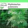 SAFLAX Garden to go - Obrovský bambus Moso - Phyllostachys Náhľad obrázku produktu 8