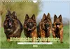 Altdeutsche Schäferhunde - Traumhafte Schäferhunde Produktbild-Vorschau 1