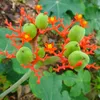 Fľaškovka (Jatropha podagrica)  – 3 semená Náhľad obrázku produktu 1