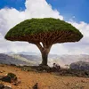 Sokotra Drachenblutbaum (Dracaena cinnabari)  - 1 Samen Produktbild-Vorschau 1