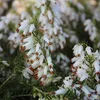 2 x Bruyère blanche d'hiver - Erica carnea | 12-15 cm en Voir les images du produit 1
