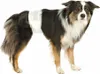 Pannolini per cani maschi Anteprima dell’immagine prodotto 3