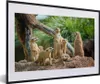 MuchoWow® MuchoWow® Gerahmtes Poster Erdmännchen - Familie Produktbild-Vorschau 1