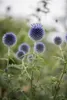 Echinops ritro, Kugeldistel, stahlblau, ca. 9x9 cm Topf Produktbild-Vorschau 2
