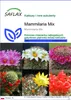SAFLAX - Mammilaria Mix - 40 Nasiona - Mammilaria Mix Podgląd zdjęcia produktu 1