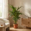 Howea Forsteriana, Kentia Palme, Zimmerpflanze, 120-130 cm, Produktbild-Vorschau 2