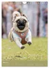 Mops-Rennen (Wandkalender 2027 DIN A4 hoch), CALVENDO Produktbild-Vorschau 8