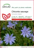 SAFLAX  - Chicorée sauvage - 250 graines - Cichorium Voir les images du produit 1