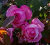 Rosa La Rose de Molinard® - Edelrose - Duft++++ - ADR-Rose Produktbild-Vorschau 1