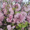 Prunus triloba (Mandorlo da fiore) 2L Anteprima dell’immagine prodotto 6