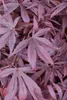 Acer palmatum 'Shaina', Japanischer Ahorn, kompakt, 60–80 Produktbild-Vorschau 1