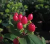 Hypericum inodorum Magical Red - Johanniskraut Magical Red Produktbild-Vorschau 3