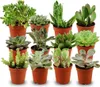 Assortiment de mini-succulentes - 12 pièces - Ø 5,5 cm - Voir les images du produit 1