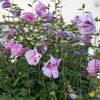 GreenboutiQ - Gartenpflanze - Hibiscus syriacus Lavendor Produktbild-Vorschau 5