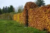 1x Rotbuche Fagus sylvatica 100-150 cm wurzelnackt Produktbild-Vorschau 4