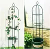 Pergola ogrodowa na kwiaty, róże kolumnowa Persian Yellow Podgląd zdjęcia produktu 4