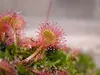 SAFLAX  - Rosolida - 50 semi - Drosera Anteprima dell’immagine prodotto 9