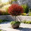 Photinia fraseri Little Red Robin - Planta de terraza - Vista previa de la imagen del producto 5