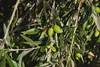 Set mit 4 Picual-Oliven – Olea europaea „Picual“ – Produktbild-Vorschau 2