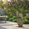 Green boutiQ - Plante de jardin - Syringa vulgaris Ludwig Voir les images du produit 6