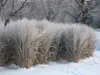Stauden Gänge 3 x Panicum virgatum 'Northwind' im 1 Liter Produktbild-Vorschau 6
