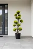 Chamaecyparis Stardust - Gartenbonsai  130–140 cm | Goldene Produktbild-Vorschau 2