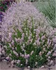 Stauden Gänge 1 x Lavandula angustifolia 'Rosea' - Echter Produktbild-Vorschau 1