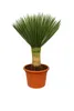 Yucca rostrata 'Blue Swan' ca. 100 cm – winterharte Produktbild-Vorschau 4