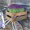 Plants by Frank | 6 Französische Lavendel Pflanzen | Produktbild-Vorschau 3