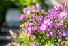 Phlox paniculata 'Uspech', Flammenblume, violett, ca. 11x11 Produktbild-Vorschau 3