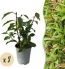 Prunus lusitanica Angustifolia - Švestka čičorka - Náhled obrázku produktu 2
