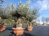 Olivenbaum in Bonsai-Schale, 190 - 210 cm knorrige urige Produktbild-Vorschau 1