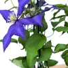 A close-up view of a purple clematis flower with green leaves. Anteprima dell’immagine prodotto